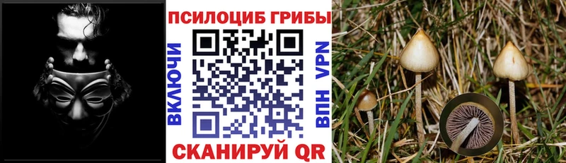 Купить  Рыльск  Псилоцибиновые грибы прущие грибы 